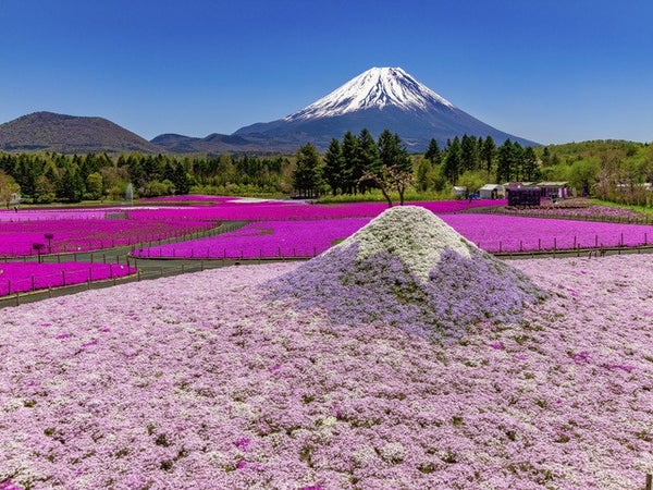 ■<横浜発>【山梨】春の山梨!2大イベント満喫♪富士を望む絶景の花まつり「富士芝桜まつり」&行列のできる人気の詰め放題「桔梗信玄餅詰め放題」♪1